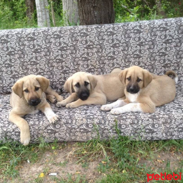 Kangal, Köpek  Ares fotoğrafı
