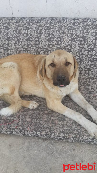 Kangal, Köpek  Ares fotoğrafı