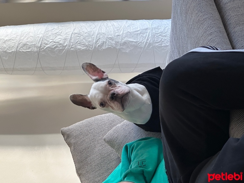 Fransız Bulldog, Köpek  Poseidon fotoğrafı