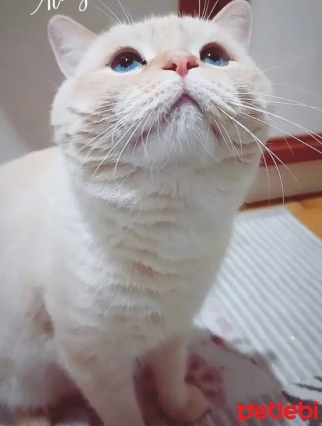British Shorthair, Kedi  BULUT fotoğrafı