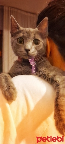 Mavi Rus, Kedi  Zeze Çiko fotoğrafı
