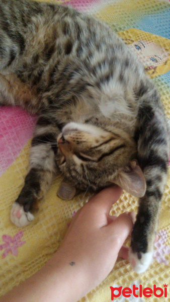 Manx, Kedi  Küspe fotoğrafı