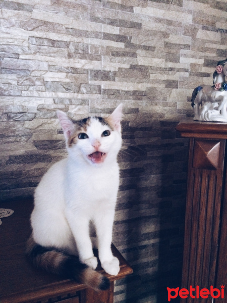 Tiffanie, Kedi  Mia fotoğrafı