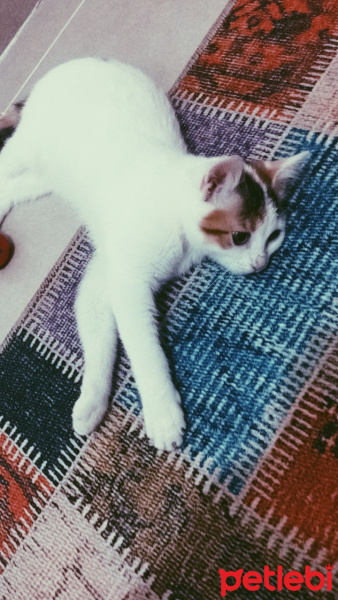 Tiffanie, Kedi  Mia fotoğrafı