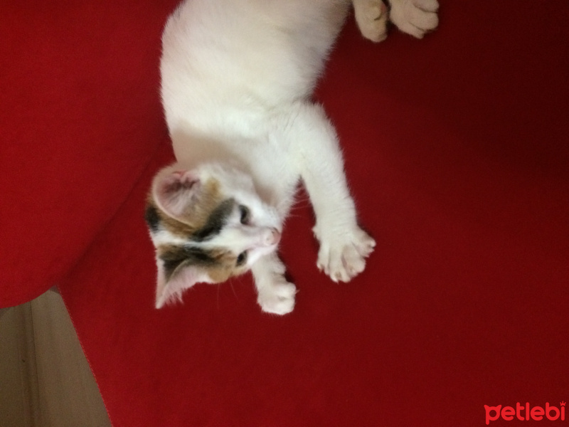 Tiffanie, Kedi  Mia fotoğrafı