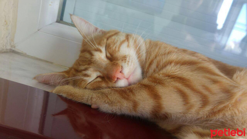 Tekir Kedi, Kedi  Roma fotoğrafı