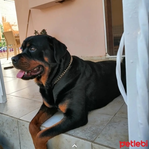 Rottweiler, Köpek  Tofi fotoğrafı