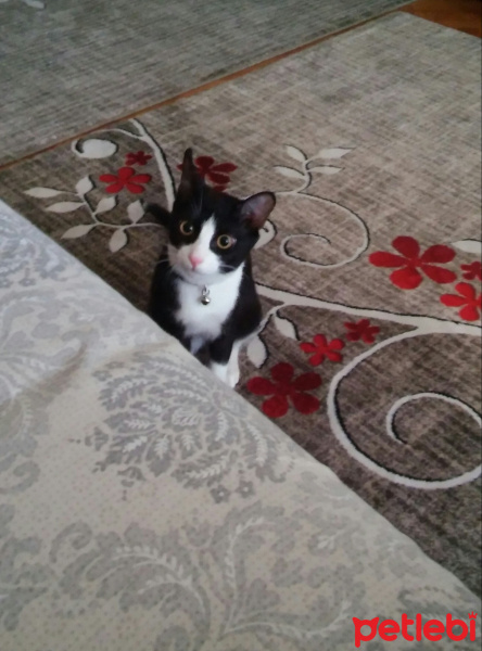 Tekir Kedi, Kedi  Zeytin fotoğrafı