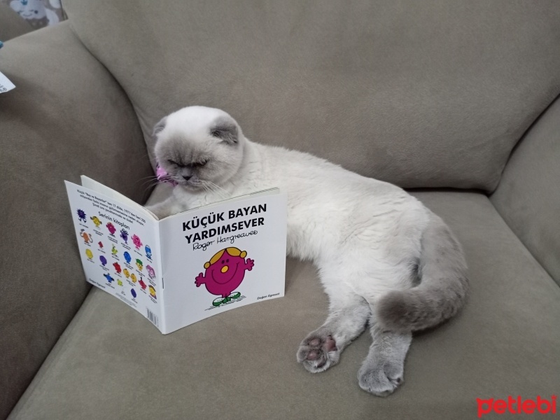 Scottish Fold, Kedi  Çakıl Mackenzie fotoğrafı