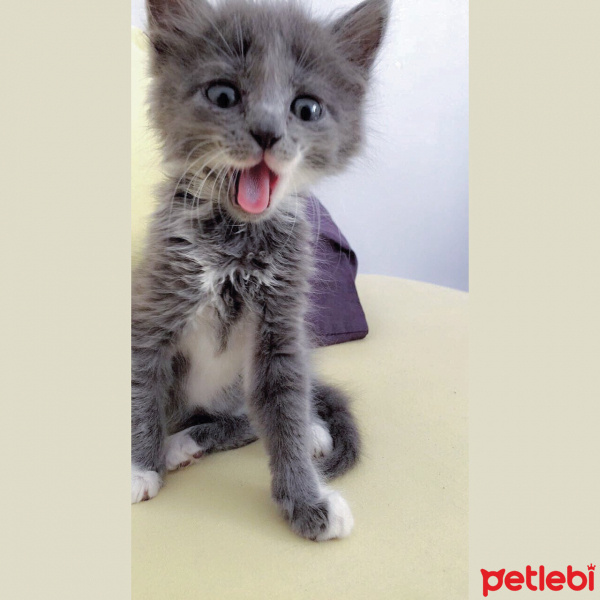 Tekir Kedi, Kedi  Mavroş fotoğrafı