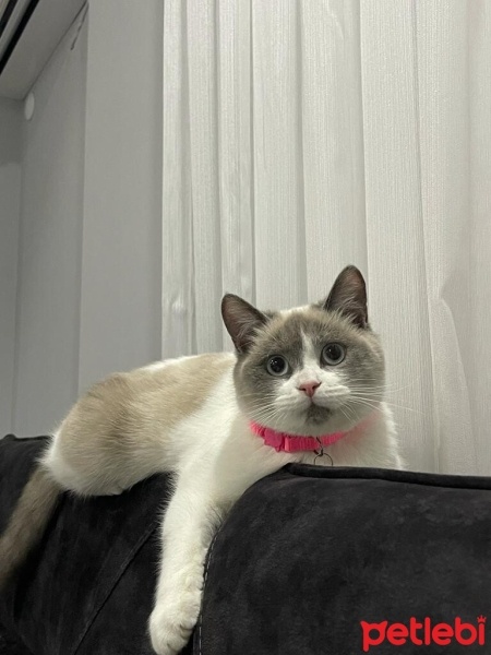 British Shorthair, Kedi  Mia fotoğrafı