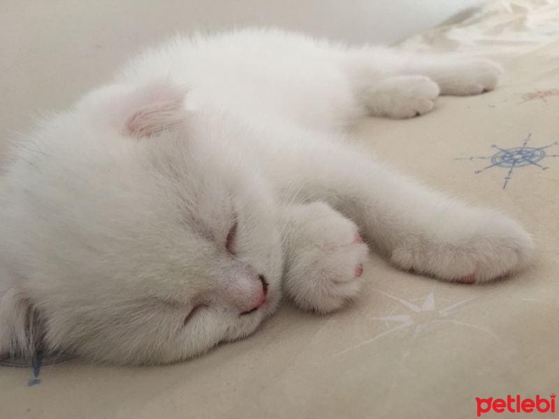 Scottish Fold, Kedi  Leydi fotoğrafı