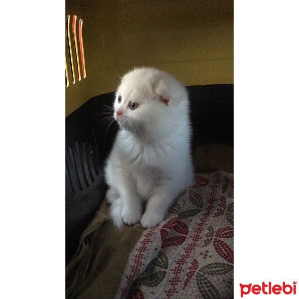 Scottish Fold, Kedi  Leydi fotoğrafı