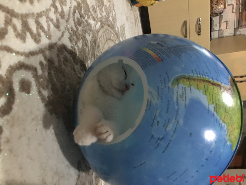 Scottish Fold, Kedi  Leydi fotoğrafı