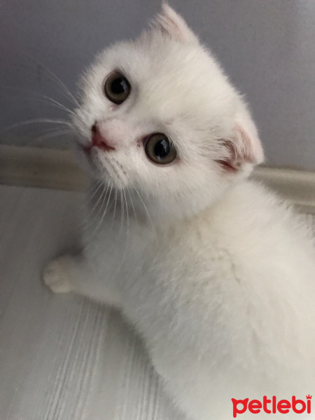 Scottish Fold, Kedi  Leydi fotoğrafı