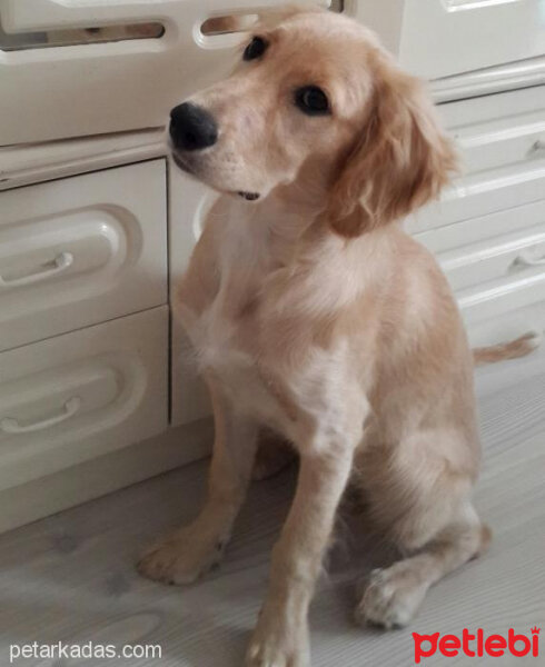 Golden Retriever, Köpek  prenses fotoğrafı