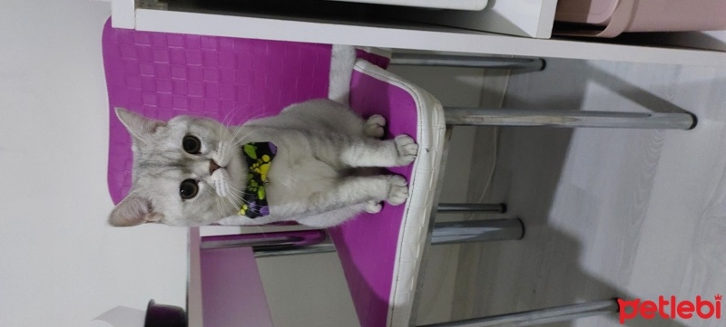 Scottish Fold, Kedi  Duman fotoğrafı