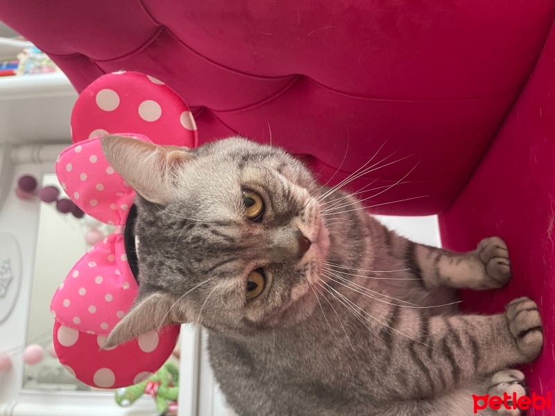 British Shorthair, Kedi  DUMAN fotoğrafı