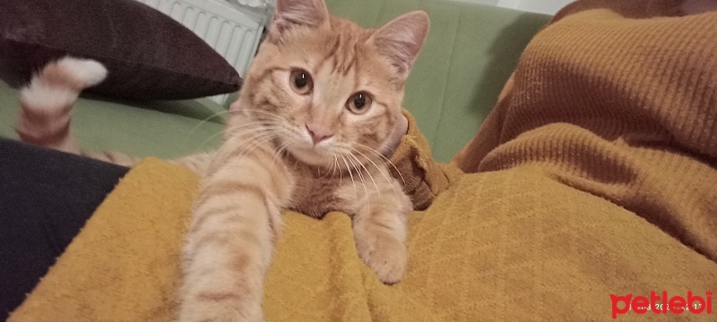 Tekir Kedi, Kedi  Boncuk fotoğrafı