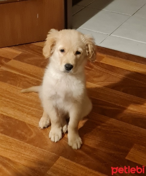 Golden Retriever, Köpek  Leo fotoğrafı