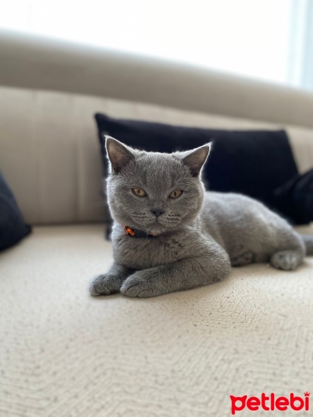 British Shorthair, Kedi  Duman fotoğrafı
