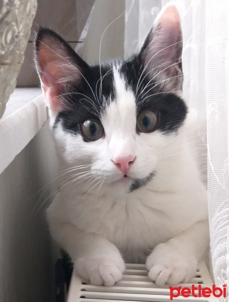 Tekir Kedi, Kedi  Mia fotoğrafı