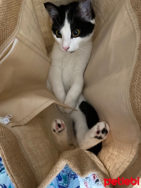 Tekir Kedi, Kedi  Mia fotoğrafı