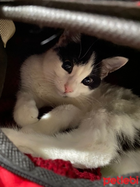 Tekir Kedi, Kedi  Mia fotoğrafı