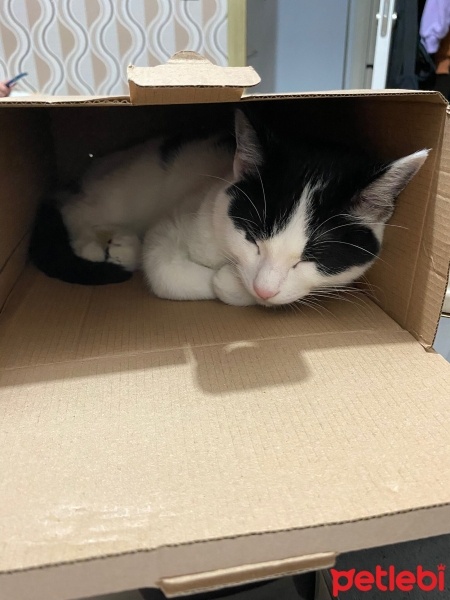 Tekir Kedi, Kedi  Mia fotoğrafı