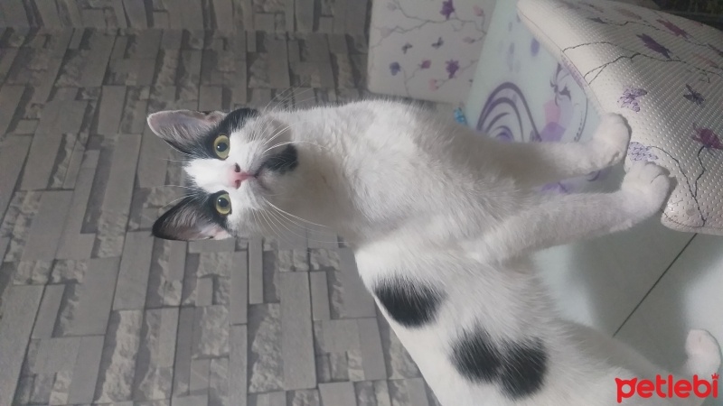 Tekir Kedi, Kedi  Mia fotoğrafı