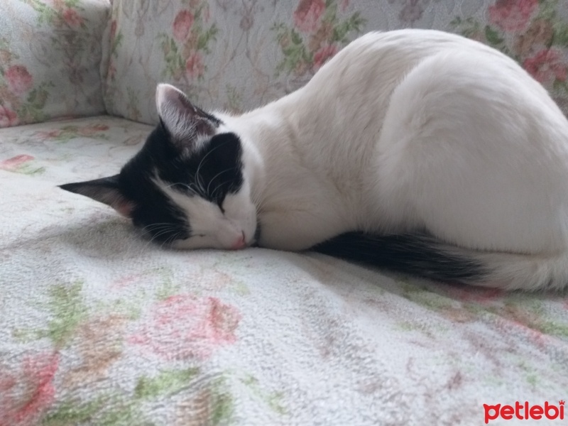 Tekir Kedi, Kedi  Mia fotoğrafı