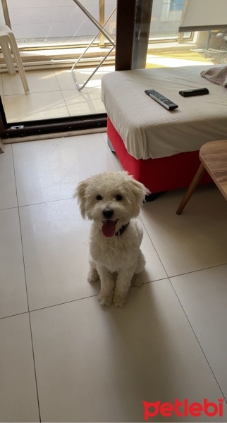 Maltese, Köpek  Lugano fotoğrafı