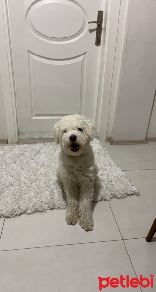 Maltese, Köpek  Lugano fotoğrafı