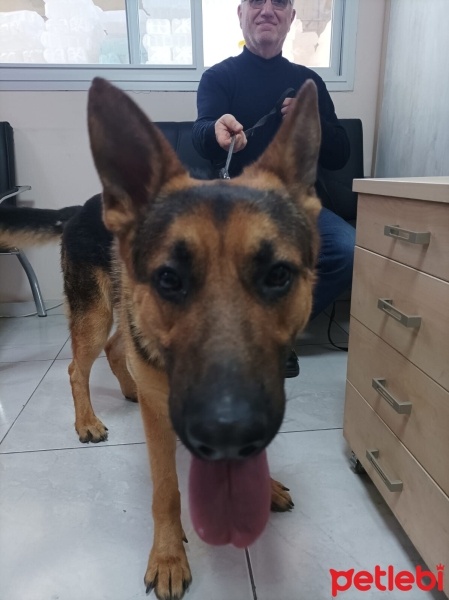 Alman Çoban Köpeği, Köpek  Gece fotoğrafı