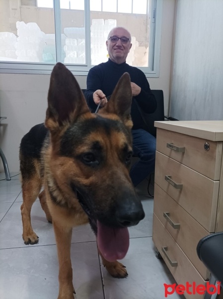 Alman Çoban Köpeği, Köpek  Gece fotoğrafı