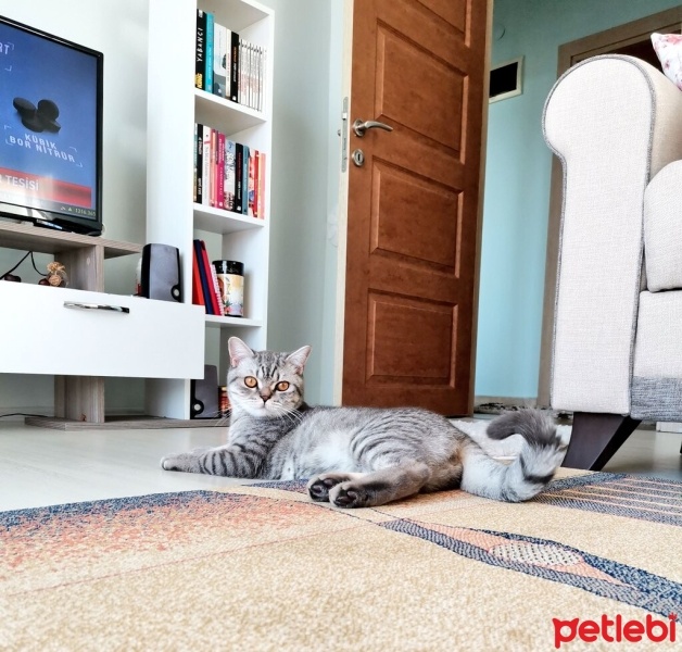 Burmilla (Silver Burmese), Kedi  Duman fotoğrafı