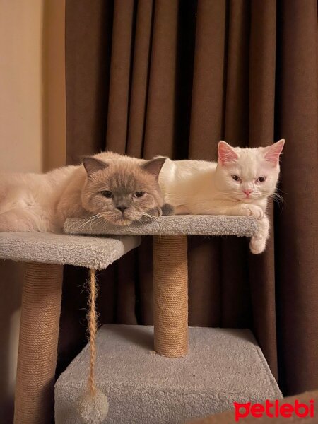 Scottish Fold, Kedi  Bony fotoğrafı