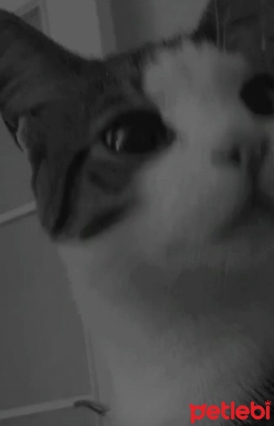 Tekir Kedi, Kedi  Şeker fotoğrafı