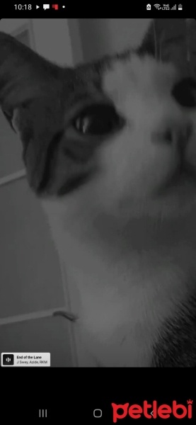 Tekir Kedi, Kedi  Şeker fotoğrafı