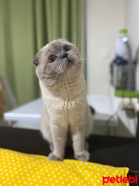 Scottish Fold, Kedi  Zeus fotoğrafı