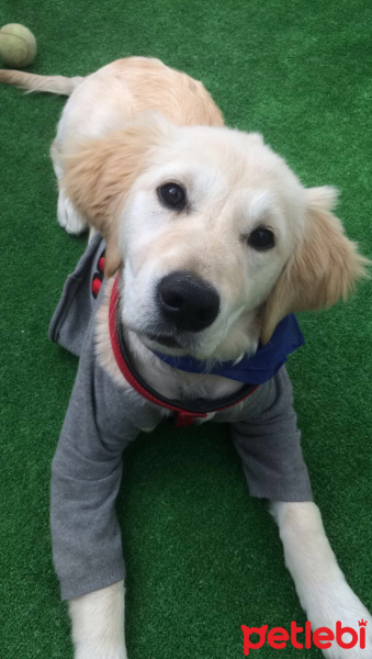 Golden Retriever, Köpek  Honey fotoğrafı