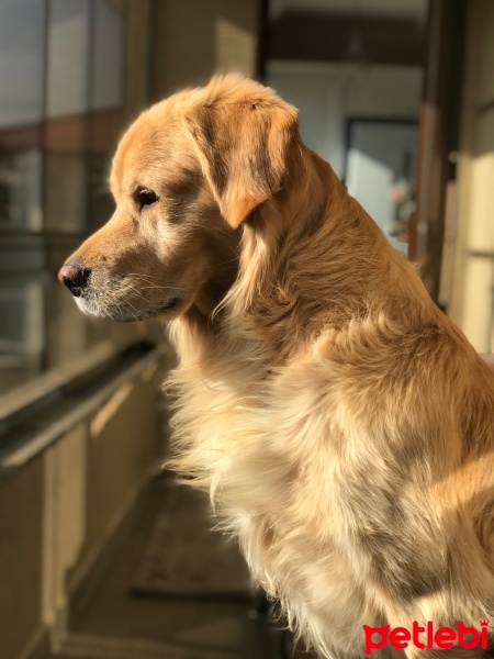 Golden Retriever, Köpek  Paşa fotoğrafı