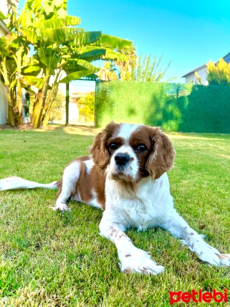 King Charles Spaniel, Köpek  Maylo fotoğrafı
