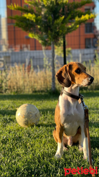 Beagle, Köpek  Ares fotoğrafı