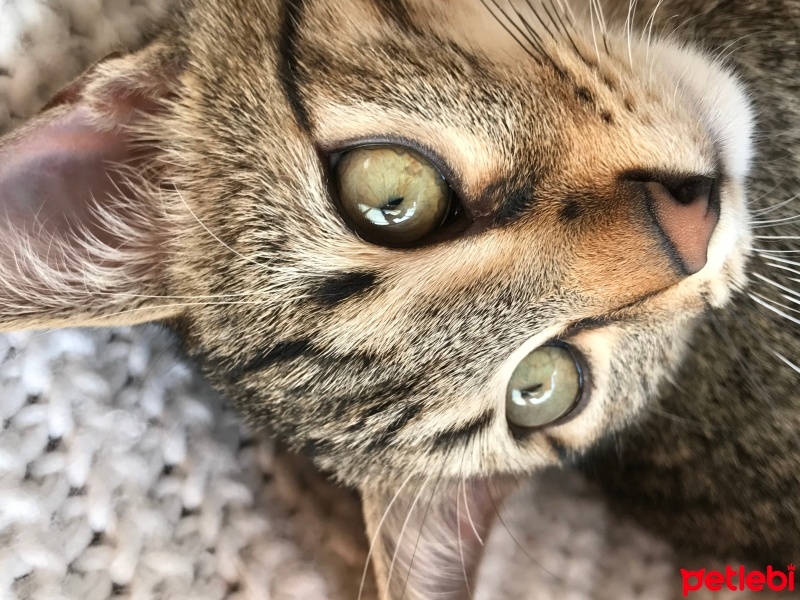 Tekir Kedi, Kedi  Duman fotoğrafı