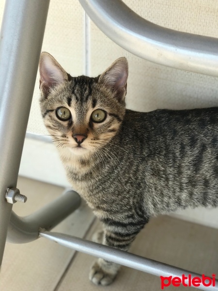 Tekir Kedi, Kedi  Duman fotoğrafı