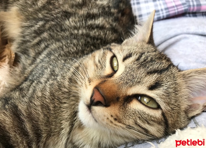 Tekir Kedi, Kedi  Duman fotoğrafı