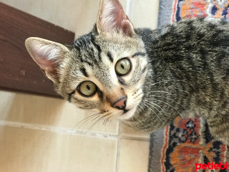 Tekir Kedi, Kedi  Duman fotoğrafı