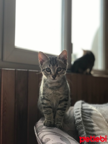 Tekir Kedi, Kedi  Duman fotoğrafı