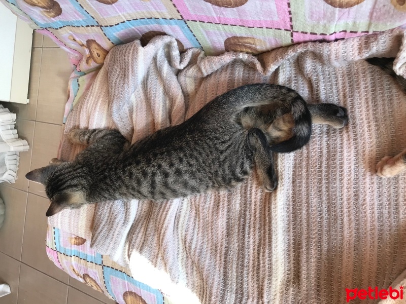 Tekir Kedi, Kedi  Duman fotoğrafı